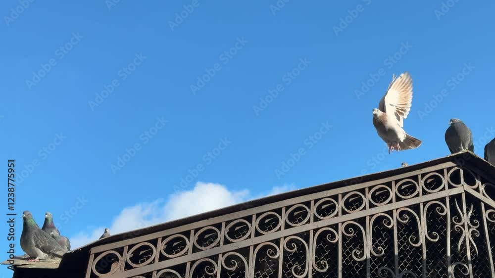 A flock of pigeons takes off from the roof. A flock of pigeons takes off from the roof.