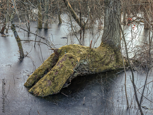 Mossy Log Shaped Like a Hoof in Winter Wetlands photo