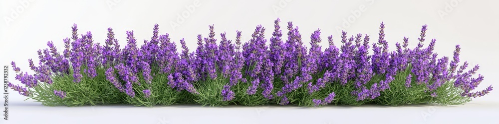 Obraz premium A collection of purple flowers placed on a clean white surface