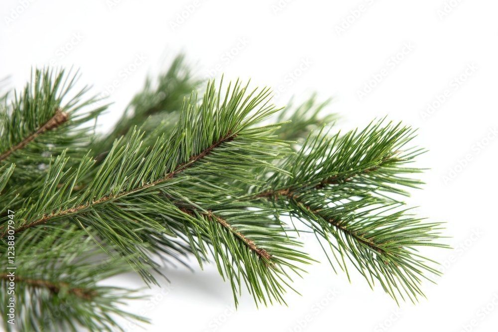 Close-up shot of a pine tree branch with needles and cones Close-up shot of a pine tree branch with needles and cones