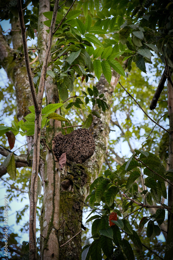 Fototapeta premium Bee nest hanging on the branches of tree in the forest.
