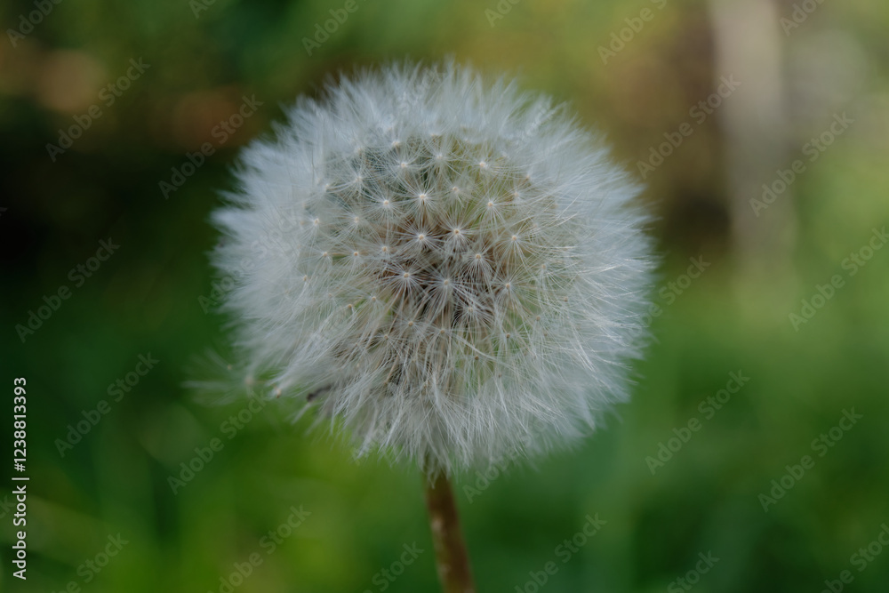 Fototapeta premium White Dandelion Aerial Seed Cap