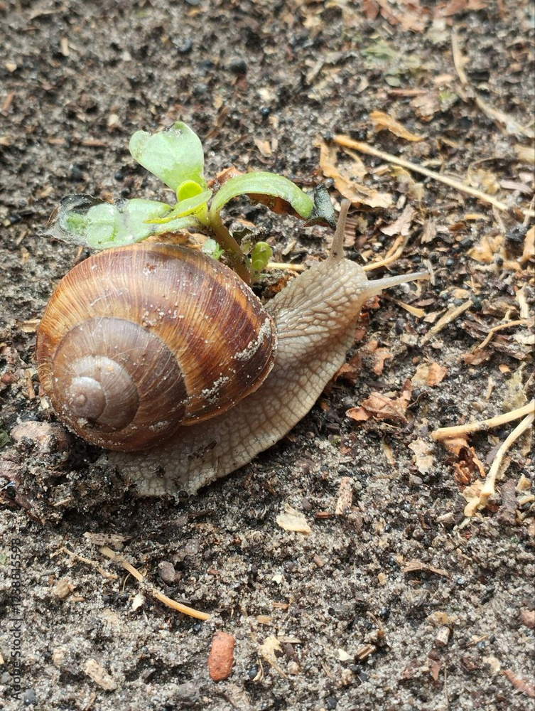 A small snail slowly makes its way across the damp earth, its delicate antennae reaching forward with curiosity. A small snail slowly makes its way across the damp earth, its delicate antennae reaching forward with curiosity.