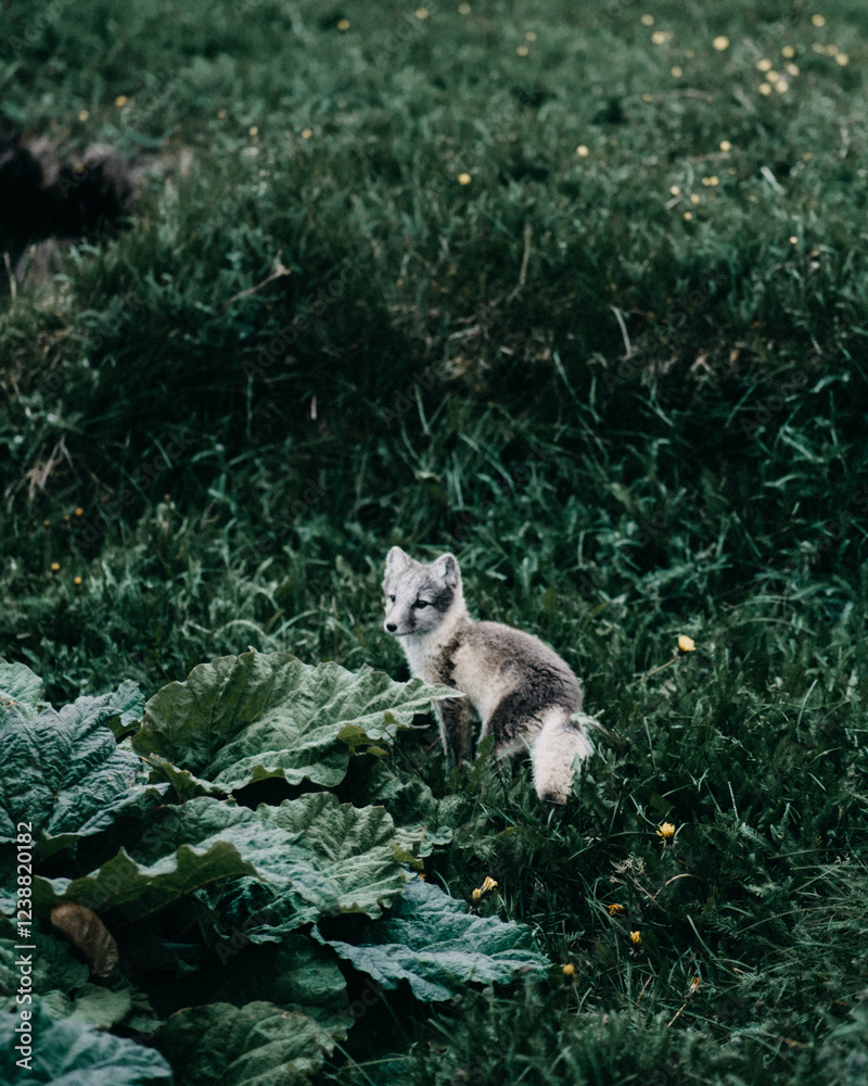 Obraz premium Arctic fox pup exploring lush greenery in East Iceland's wilderness...