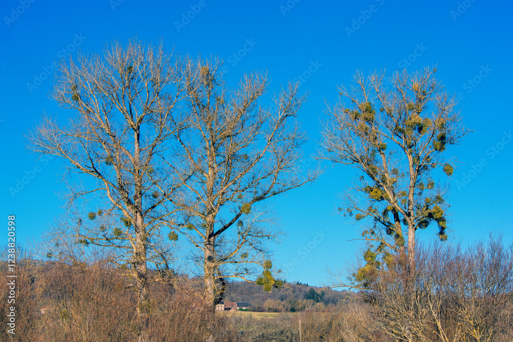 trois arbres attaqués par le Gui sur fond de ciel bleu trois arbres attaqués par le Gui sur fond de ciel bleu
