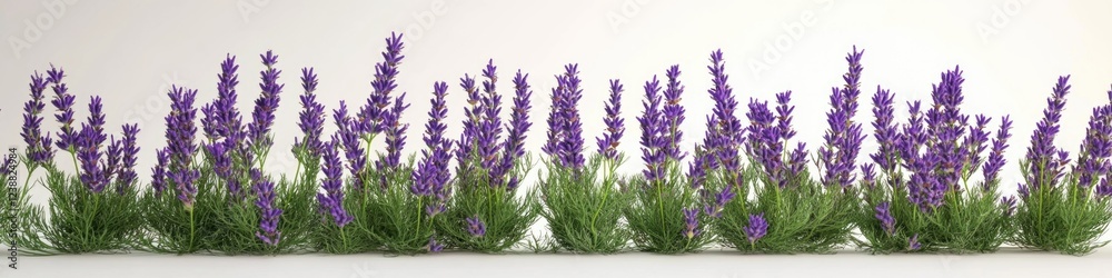 Naklejka premium A collection of purple flowers arranged on a white surface, perfect for use in still life photography or as a decorative element