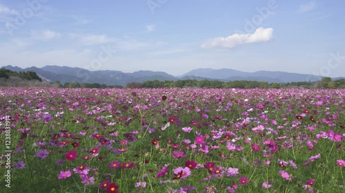西都原古墳群のコスモス畑