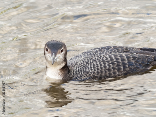 An ultra-close up of a Common Loon in basic, winter plumage swimming in the water and looking head-on at the camera photo