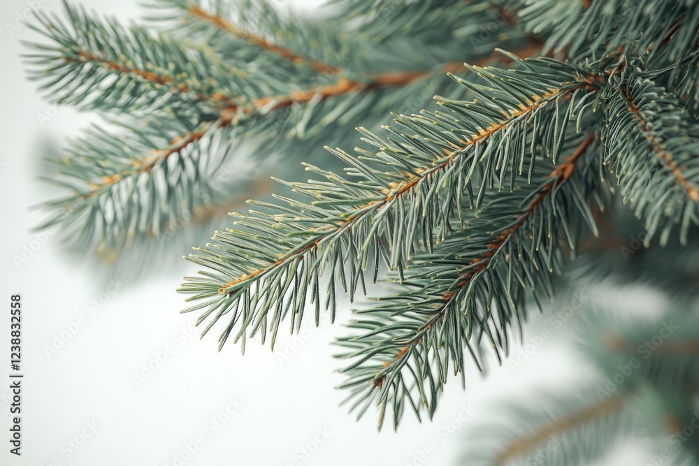 Close-up view of a pine tree branch with needles and cones