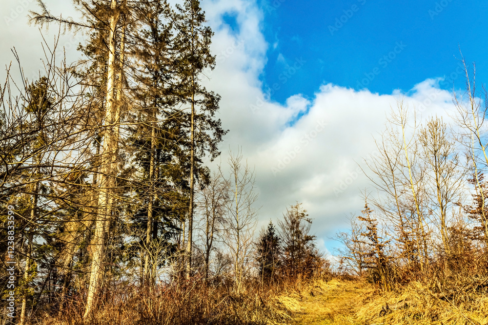Fototapeta premium Landscapes - Forest - Europe, Romania, Suceava region