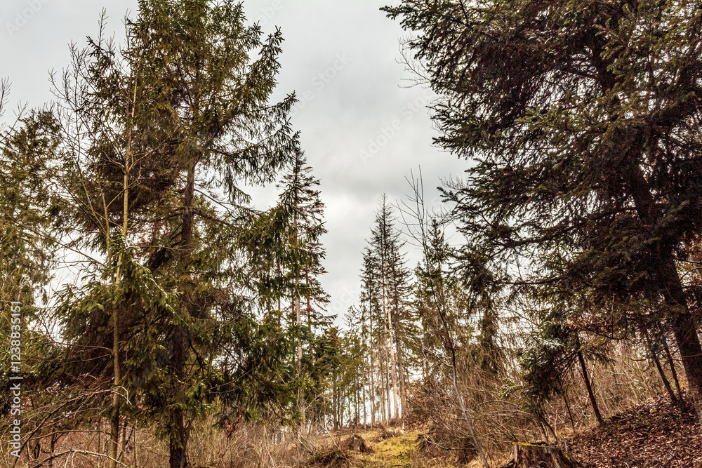 Fototapeta premium Landscapes - Forest - Europe, Romania, Suceava region