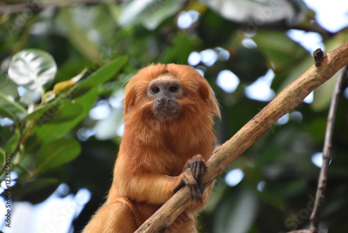 Fanastic Capture of a Golden Lion Tamarin Monkey