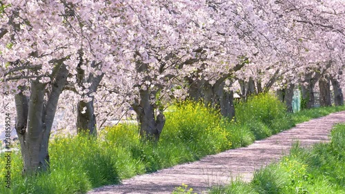 満開の桜並木の小径。桜吹雪が舞う日本の美しい春の風景。A small path lined with cherry trees in full bloom. A beautiful spring scene in Japan with many cherry blossom blizzard dancing in the air.