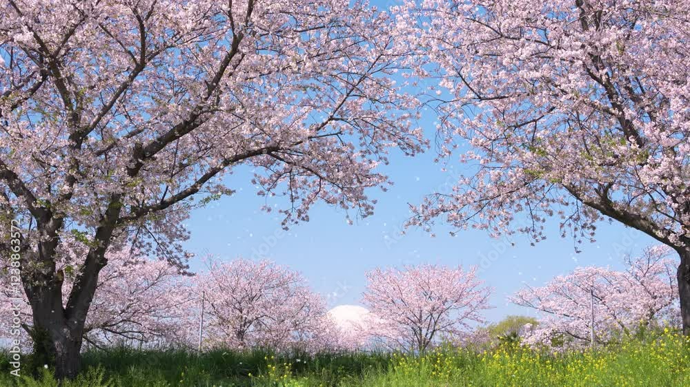 満開の桜並木とたくさんの花吹雪。富士山の見える日本の春の風景。Japanese spring scenery with rows of cherry blossom trees in full bloom and many cherry blossom blizzards, with a view of Mt.fuji. 満開の桜並木とたくさんの花吹雪。富士山の見える日本の春の風景。Japanese spring scenery with rows of cherry blossom trees in full bloom and many cherry blossom blizzards, with a view of Mt.fuji.