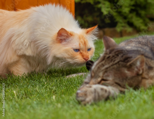 Cat sniffing the tail of another cat who is sleeping on the lawn photo