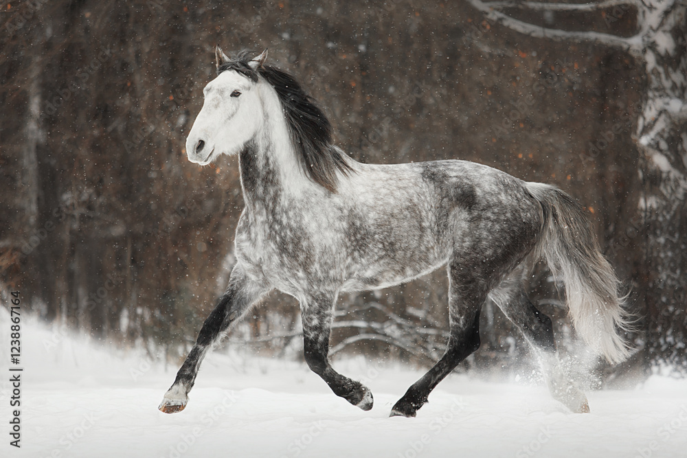 White horse winter