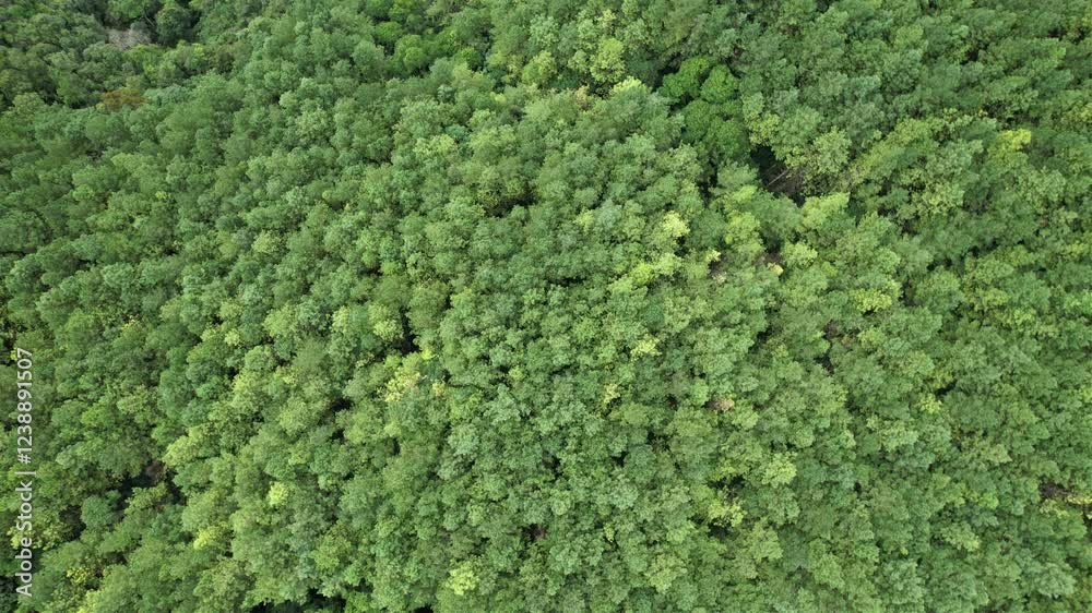 Um vídeo aproximando o detalhe das copas dos pinheiros de um reflorestamento para produção de celulose, em imagem obtida com sobrevoo de drone, no Vale do Ribeira, em São Paulo, Brasil.