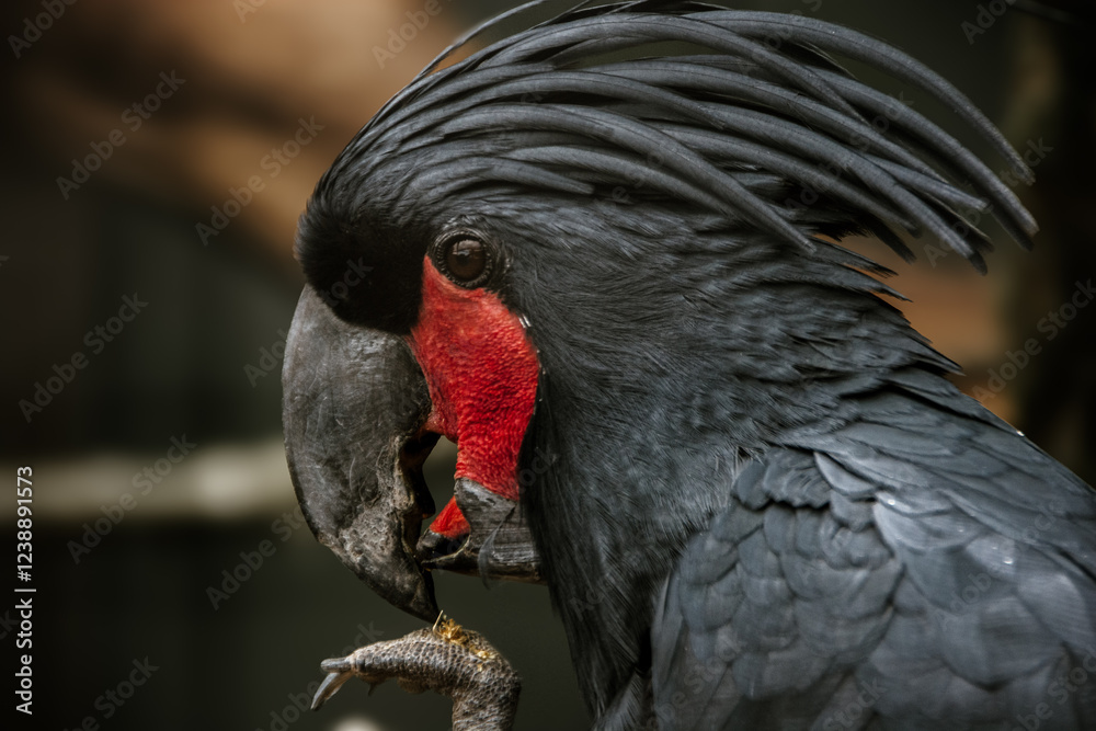 Fototapeta premium schwarzer Papagei 