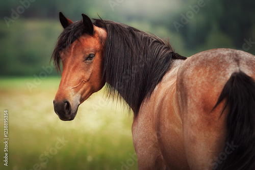 Horse summer