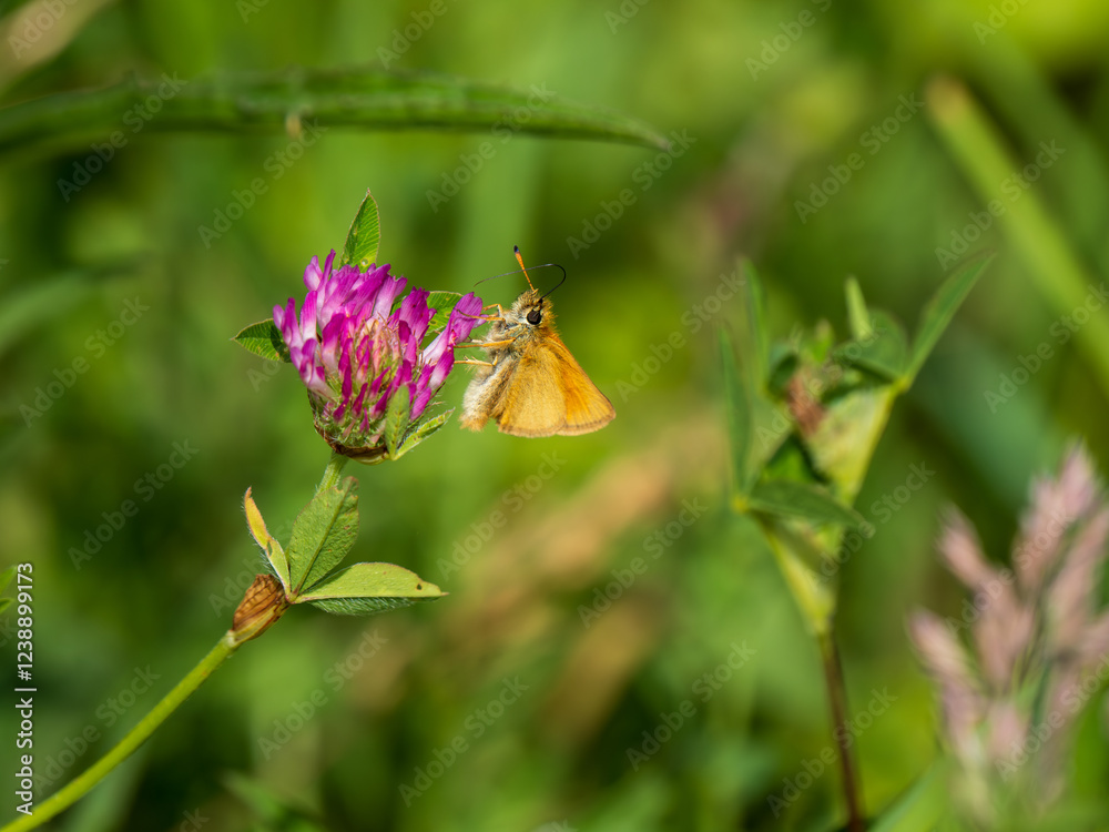 Essex Skipper Feeeding on Red Clover