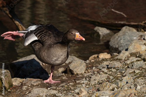 A brown goose poses with one leg in a rear-up position and stands on the other with bared teeth by the shore of a lake.