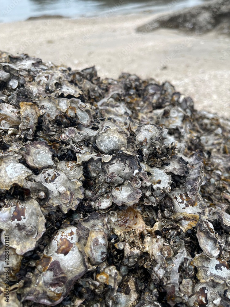 shell on the beach , oyster shell