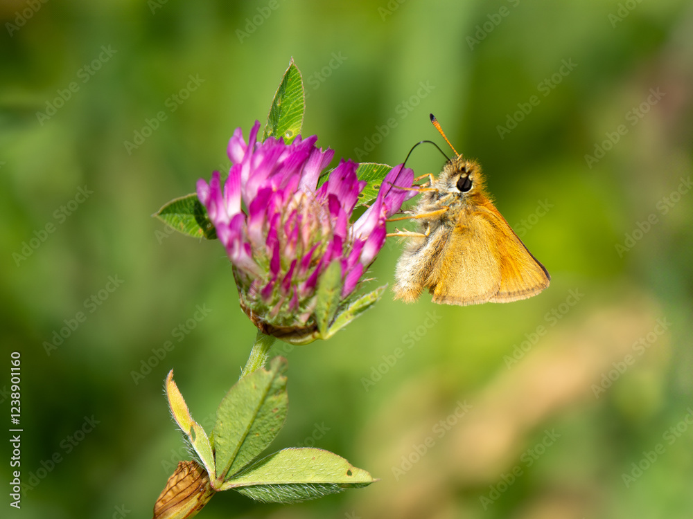 Fototapeta premium Essex Skipper Feeeding on Red Clover