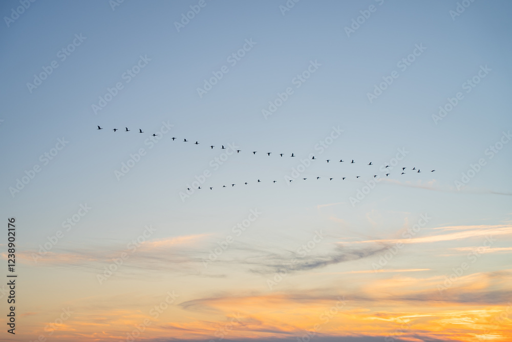 Large flock of birds flying away into the distance. Migratory birds flying in wedge on sunset sky Background. Large flock of birds flying away into the distance. Migratory birds flying in wedge on sunset sky Background.