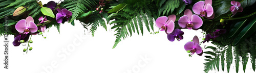 Vibrant orchid flowers surrounded by lush green foliage.
