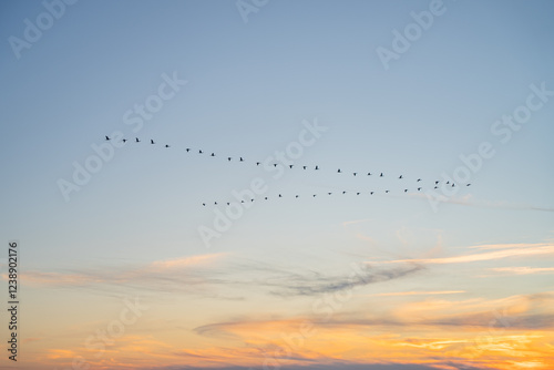 Large flock of birds flying away into the distance. Migratory birds flying in wedge on sunset sky Background. 