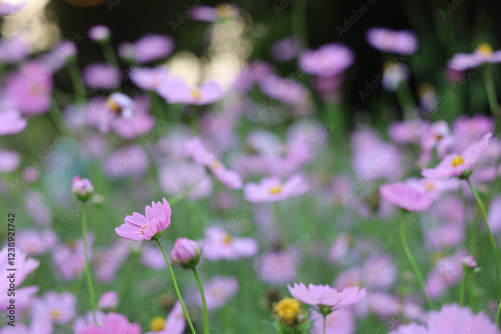 A field of delicate light pink cosmos flowers in full bloom on a summer day, showcasing a shallow depth of field. A field of delicate light pink cosmos flowers in full bloom on a summer day, showcasing a shallow depth of field.