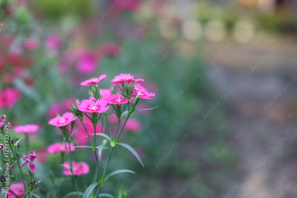Obraz premium Vibrant pink dianthus flowers in bloom, showcasing delicate petals and lush green foliage in a garden setting.