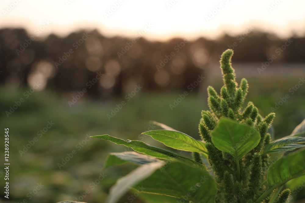 Close-up of amaranth plant with lush green leaves at golden hour sunset, displaying its unique texture and detail. Close-up of amaranth plant with lush green leaves at golden hour sunset, displaying its unique texture and detail.
