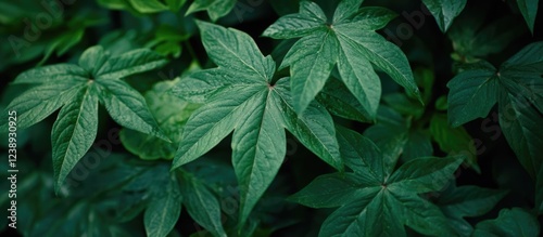 Close-up of green foliage with textured leaves in natural light suitable for backgrounds or botanical concepts Copy Space