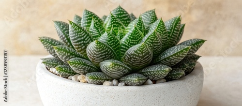 Haworthia succulent plant in textured white pot with pebbles against neutral background Copy Space photo