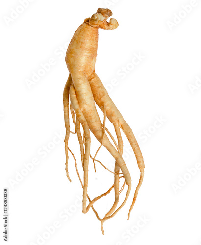 korean ginseng and ginseng root,Ginseng or Panax ginseng isolated on white background with clipping path