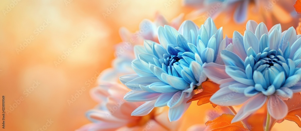 Obraz premium Blue chrysanthemum flowers against a soft orange blurred background with natural light and Copy Space for text placement