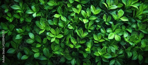 Wallpaper Mural Lush green foliage background with a variety of leaves arranged closely together natural texture with copy space for text placement Torontodigital.ca