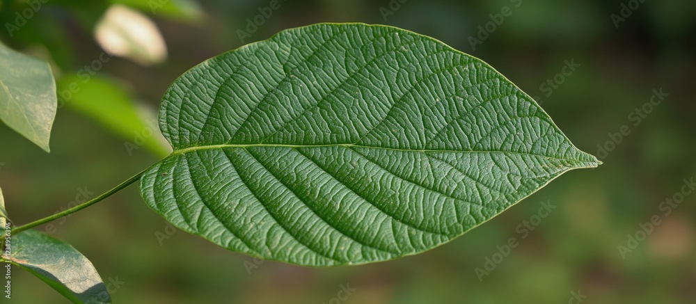 Close-up of a single green leaf with detailed texture and veins on a blurred green background, suitable for botanical or nature concepts. Copy Space Close-up of a single green leaf with detailed texture and veins on a blurred green background, suitable for botanical or nature concepts. Copy Space