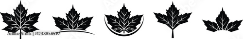 Set of maple leaf silhouettes. Maple leaf vector illustrations set
