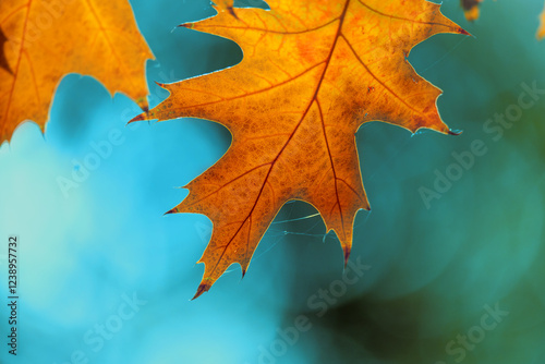 Autumn colorful bright leaves on an oak tree