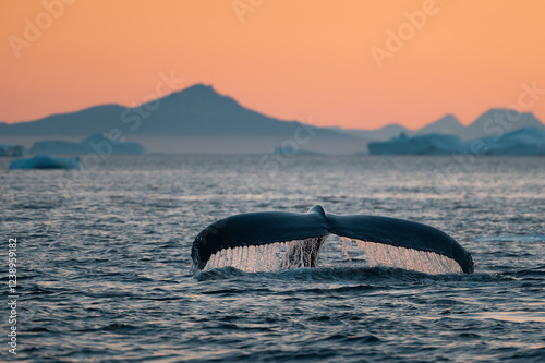 Foto Humpback whale (Megaptera novaeangliae) fluke in Disko Bay, Ilulissat ice fjord in the ambient golden light of arctic midnight