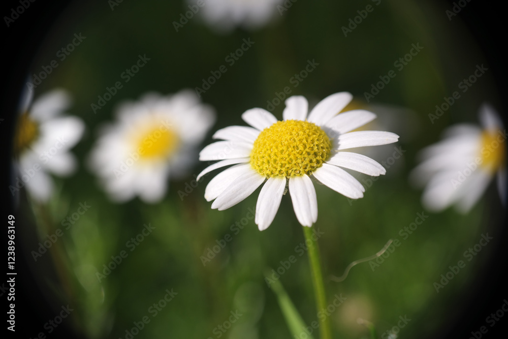 Obraz premium Margherite