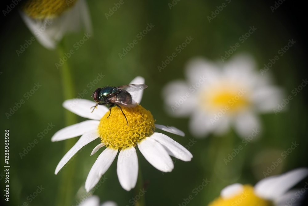 Obraz premium Margherita