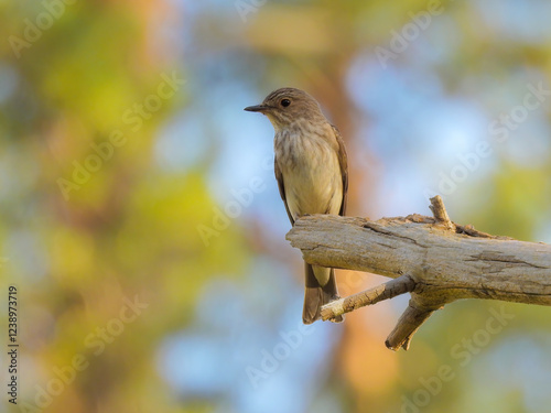 A gray flycatcher sits on a tree branch in the spring forest. photo