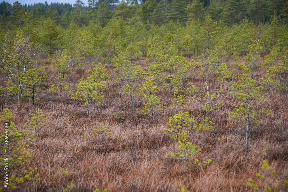 swamp wetlands landscape for gathering turf natural energie field swamp wetlands landscape for gathering turf natural energie field