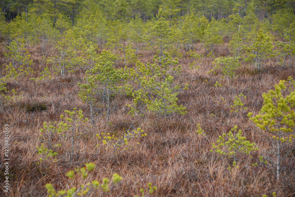 swamp wetlands landscape for gathering turf natural energie field