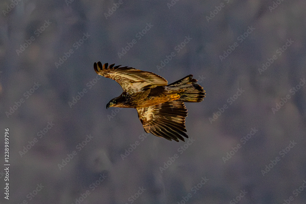 Fototapeta premium Bald Eagle