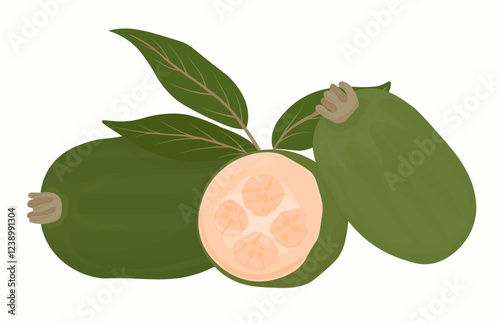 Feijoa is a tropical fruit. A useful green fruit. Vector stock illustration. Isolated on white background. 