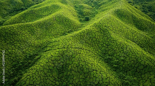 Lush green hills with textured vegetation and intricate patterns in a natural landscape suitable for backgrounds Copy Space photo